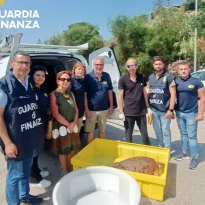 Tartaruga ferita recuperata su una spiaggia nel Vibonese e trasferita nel Centro recupero di Montepaone\n