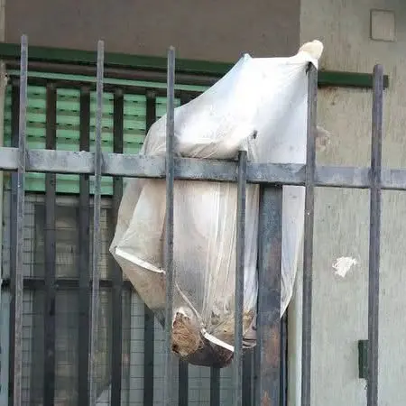 Orrore a Corigliano Rossano: cane ucciso, fatto a pezzi e mostrato come un trofeo. Animalisti sul piede di guerra\n