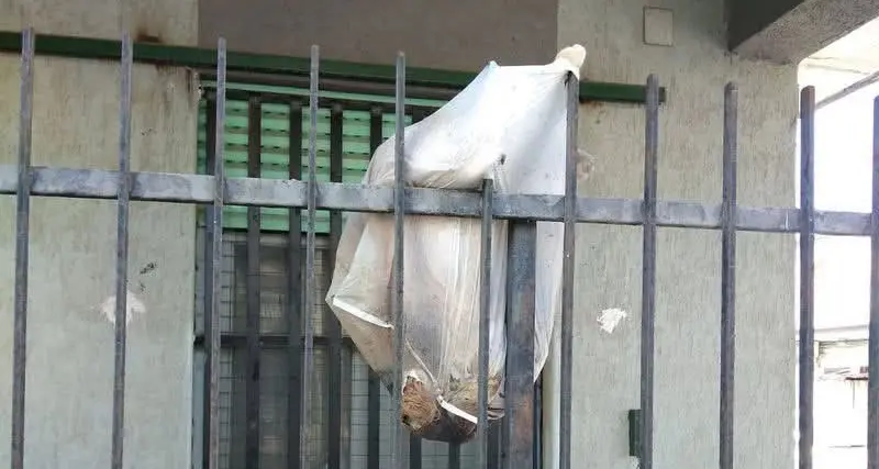 Orrore a Corigliano Rossano: cane ucciso, fatto a pezzi e mostrato come un trofeo. Animalisti sul piede di guerra\n