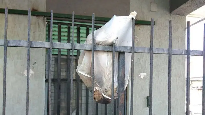 Orrore a Corigliano Rossano: cane ucciso, fatto a pezzi e mostrato come un trofeo. Animalisti sul piede di guerra\n