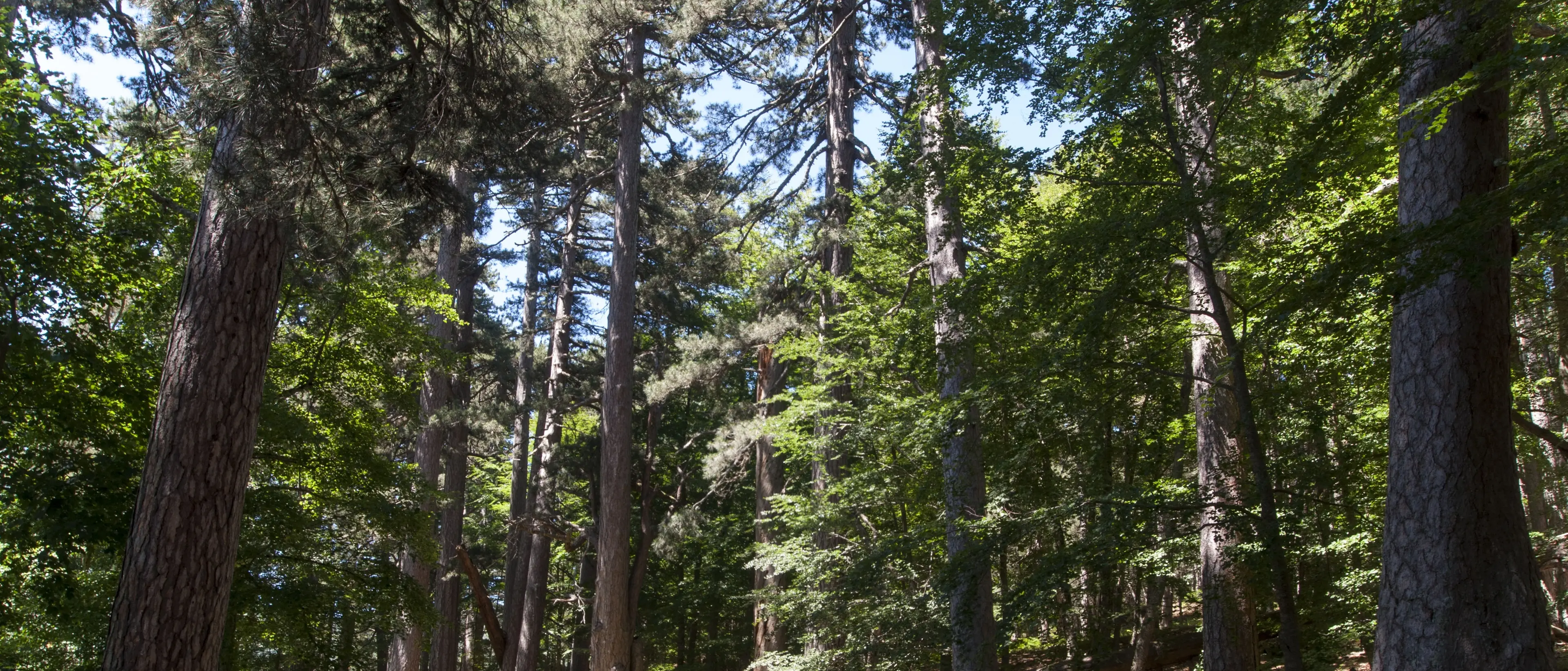 Ai Giganti della Sila il Travelers Choice Awards 2025: è tra le mete più amate al mondo\n