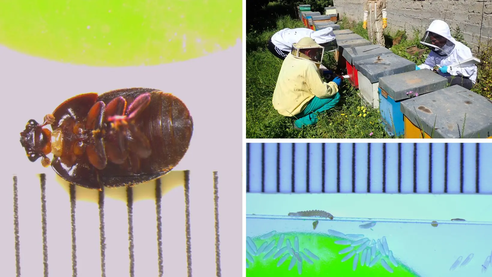 La Calabria vince la battaglia contro il coleottero che minacciava l’apicoltura italiana e diventa esempio di best practice\n