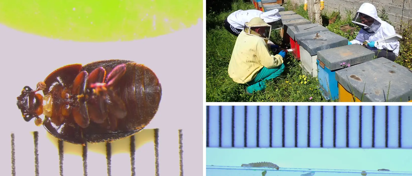 La Calabria vince la battaglia contro il coleottero che minacciava l’apicoltura italiana e diventa esempio di best practice\n