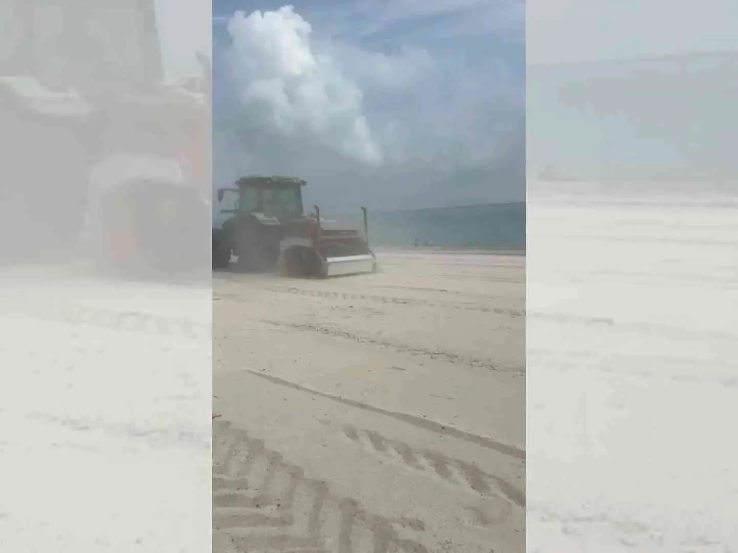 Ruspe sulle spiagge, gli ambientalisti insorgono: «Nel Catanzarese distrutto il nido di una specie protetta»
