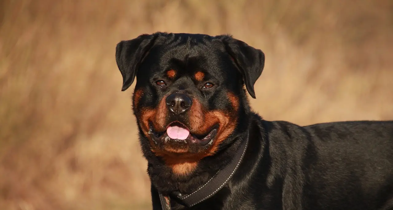 Ragazzino morso da un rottweiler a Tarsia:\u00A0le\u00A0precisazioni\u00A0del proprietario del cane\n