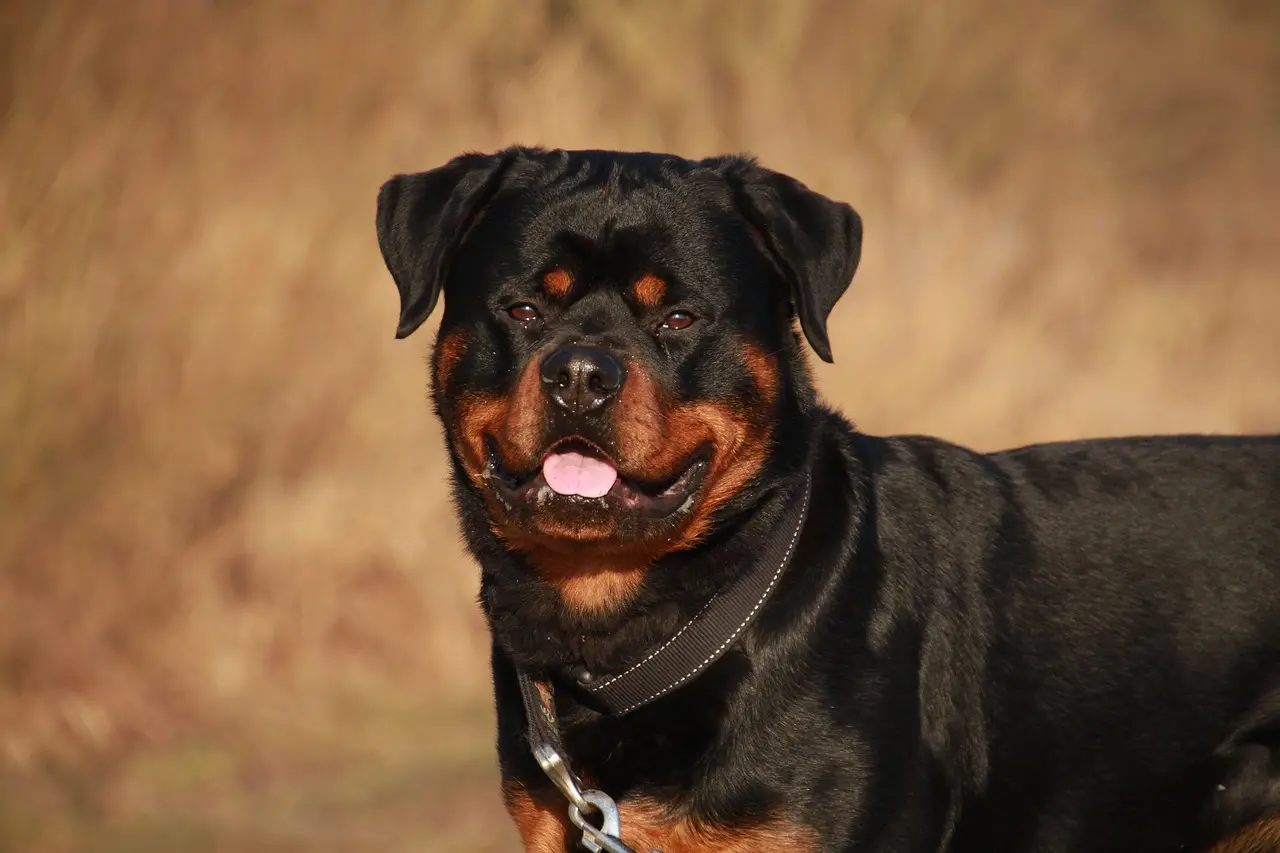 Ragazzino morso da un rottweiler a Tarsia:\u00A0le\u00A0precisazioni\u00A0del proprietario del cane\n