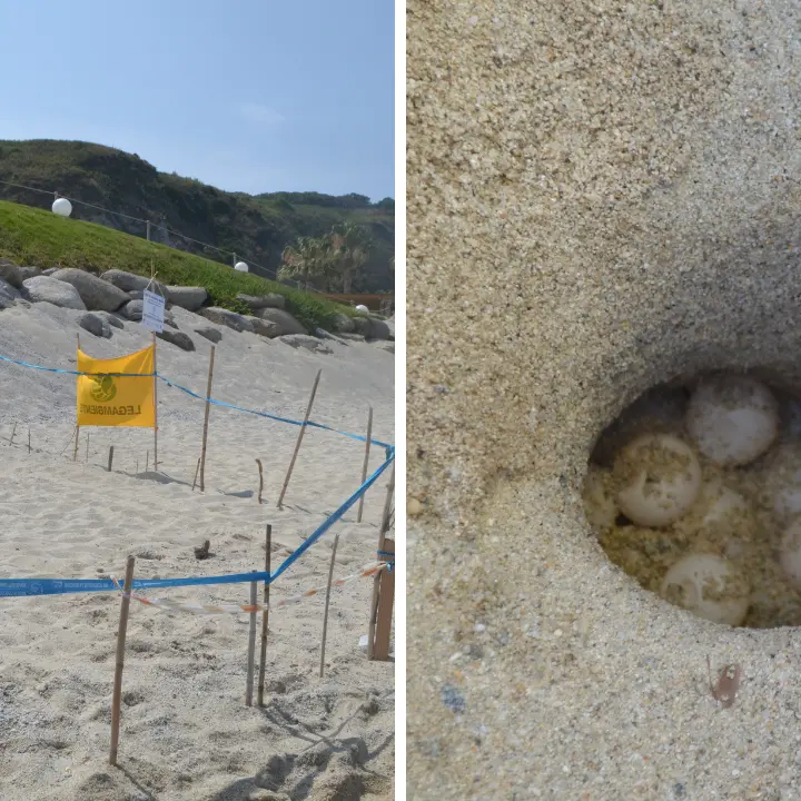Un\u00A0nido di tartaruga marina scoperto a Capo Vaticano:\u00A0messe in sicurezza le 98 uova di Caretta caretta