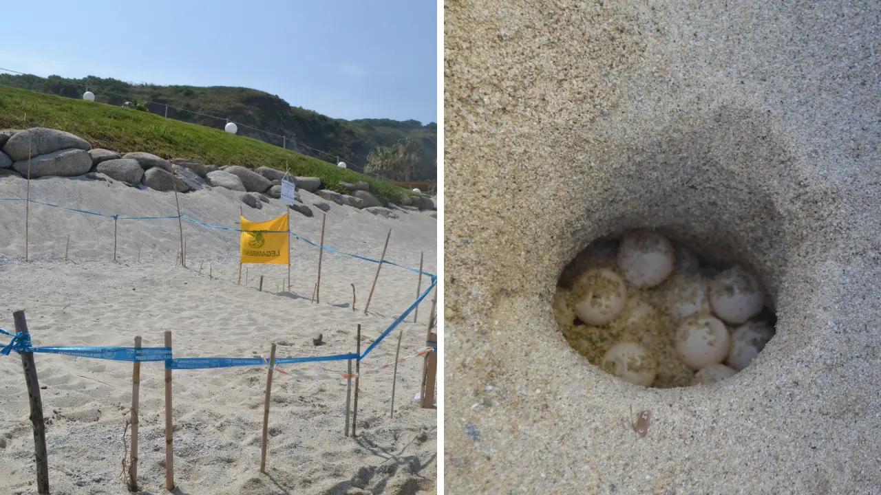 Un\u00A0nido di tartaruga marina scoperto a Capo Vaticano:\u00A0messe in sicurezza le 98 uova di Caretta caretta