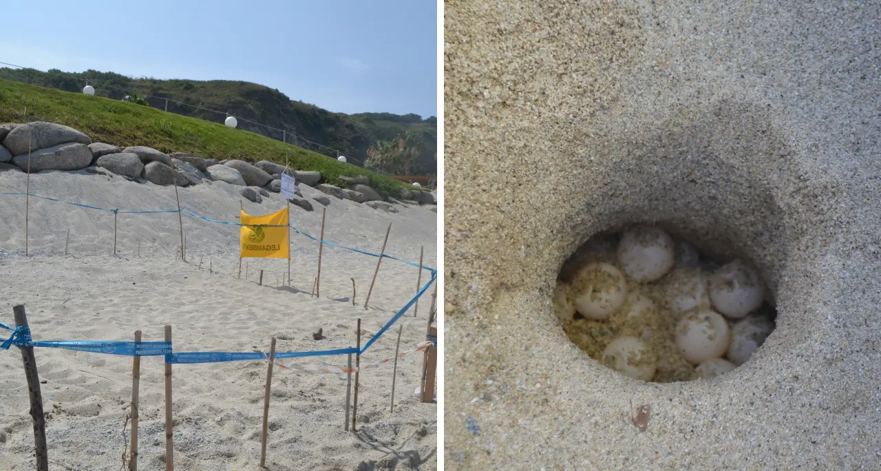 Un\u00A0nido di tartaruga marina scoperto a Capo Vaticano:\u00A0messe in sicurezza le 98 uova di Caretta caretta