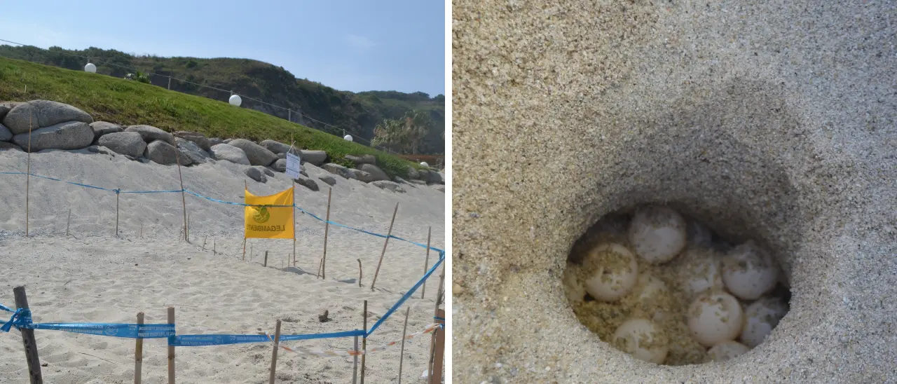 Un\u00A0nido di tartaruga marina scoperto a Capo Vaticano:\u00A0messe in sicurezza le 98 uova di Caretta caretta