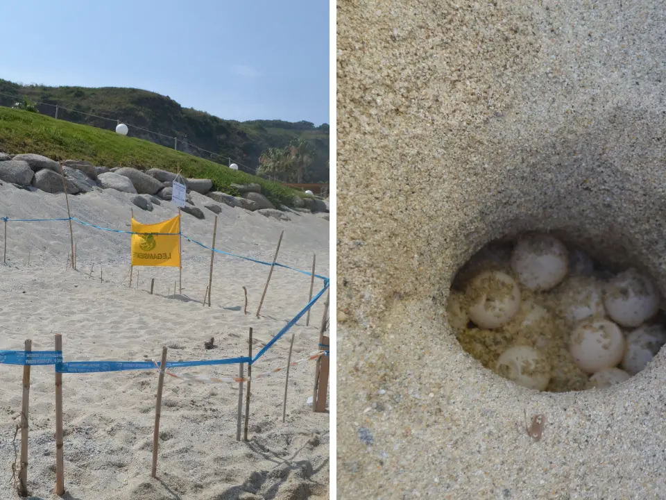 Un nido di tartaruga marina scoperto a Capo Vaticano: messe in sicurezza le 98 uova di Caretta caretta