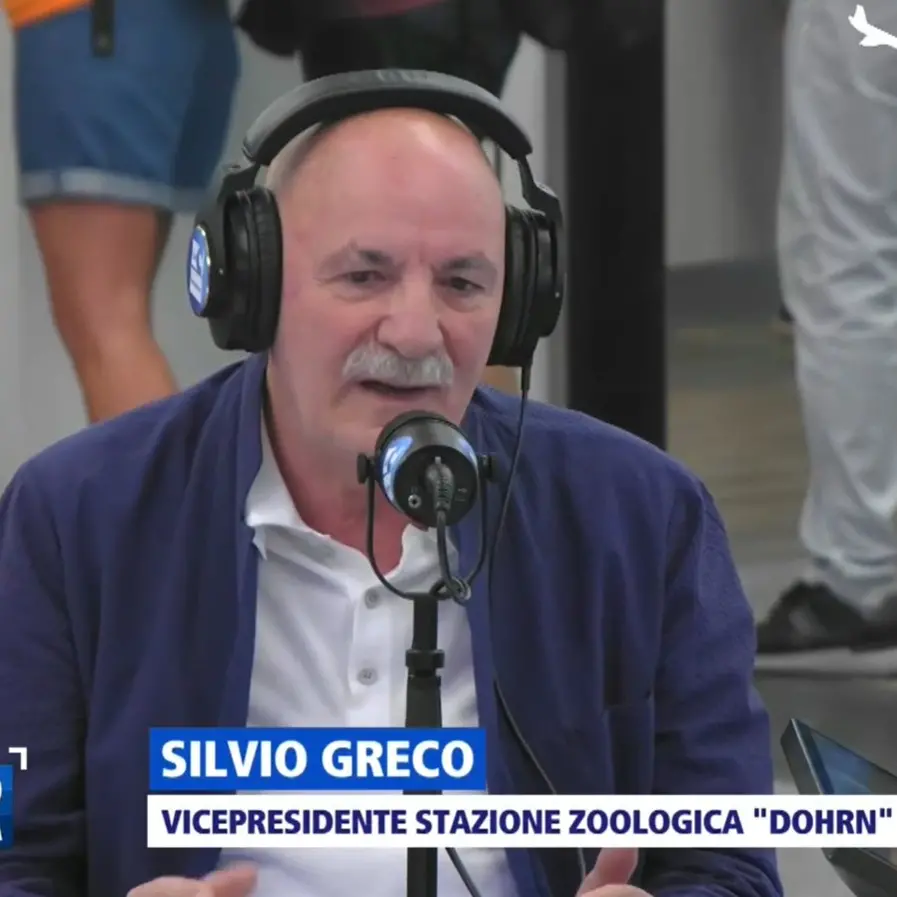 Mare inquinato, il biologo Greco:\u00A0«Solo per il 30% è colpa dei depuratori, il vero problema siamo noi calabresi e gli scarichi abusivi»