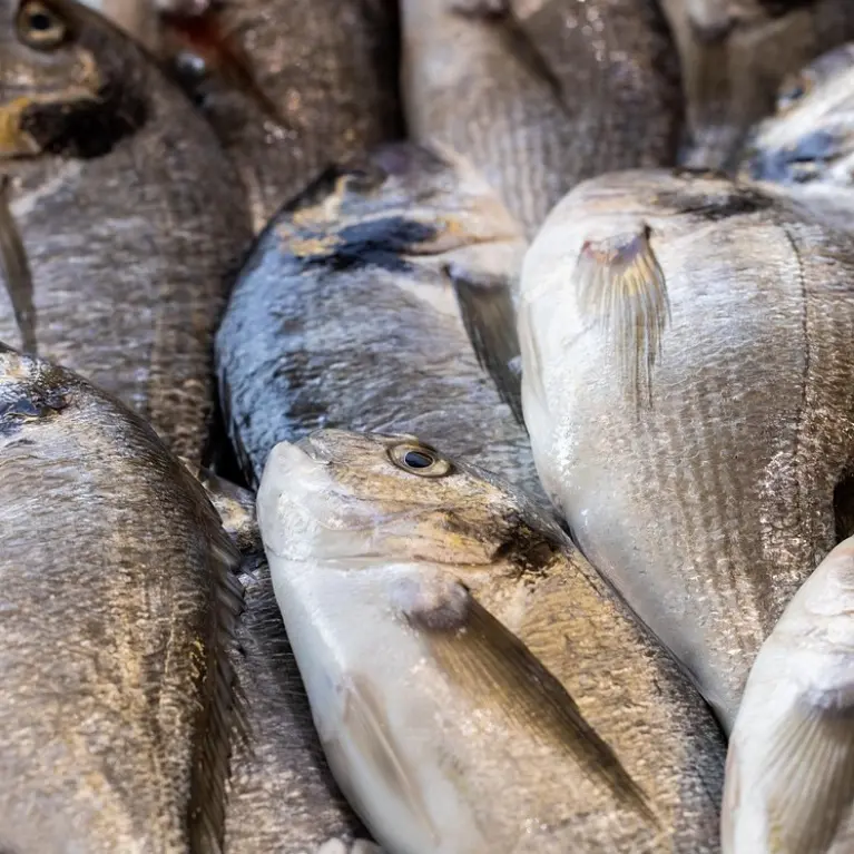 A Gioia Tauro la Sagra del pesce di Calabria: stand gastronomici, musica e spettacoli per onorare i pescatori e il mare\n