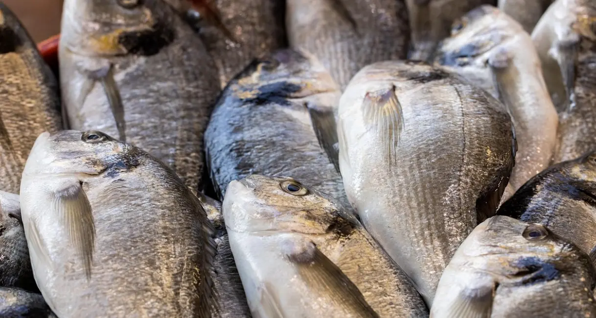 A Gioia Tauro la Sagra del pesce di Calabria: stand gastronomici, musica e spettacoli per onorare i pescatori e il mare\n