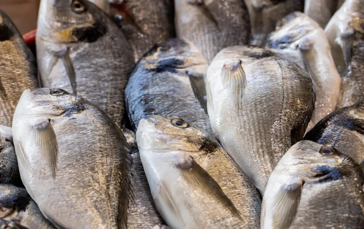 A Gioia Tauro la Sagra del pesce di Calabria: stand gastronomici, musica e spettacoli per onorare i pescatori e il mare\n