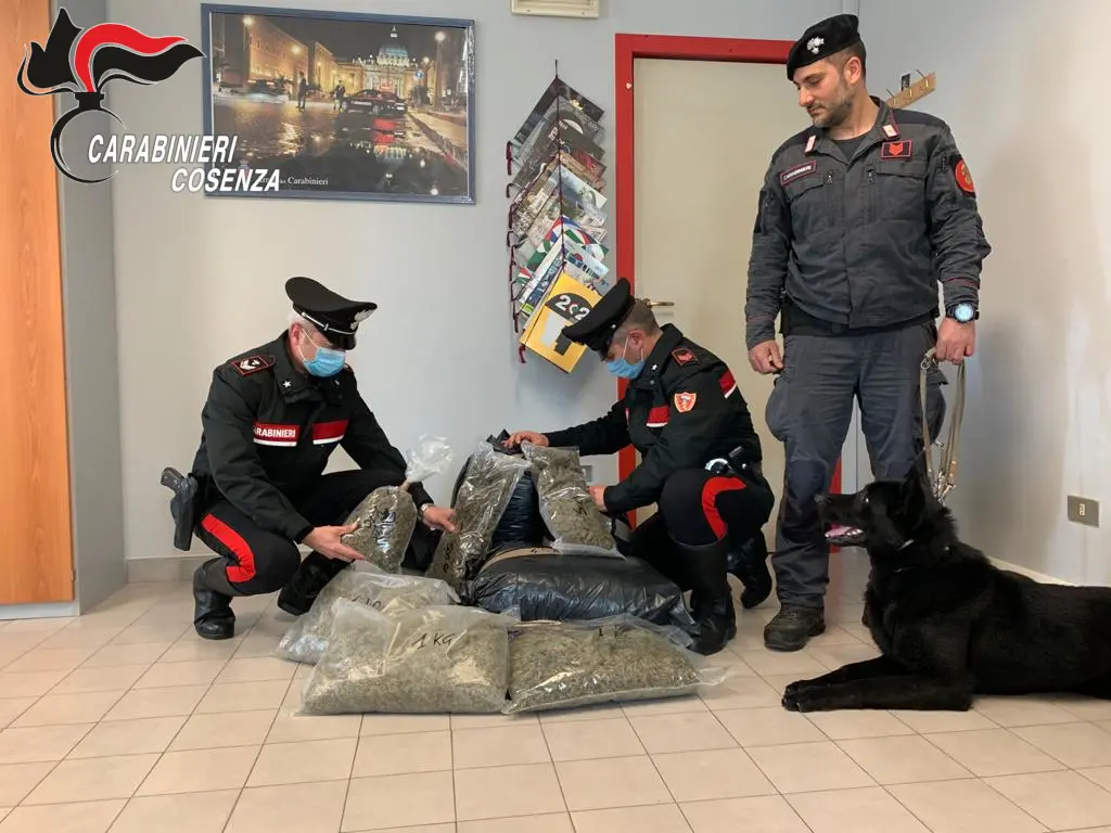 Cetraro, blitz dell'Arma: trovati 15 kg di marijuana. Due arresti