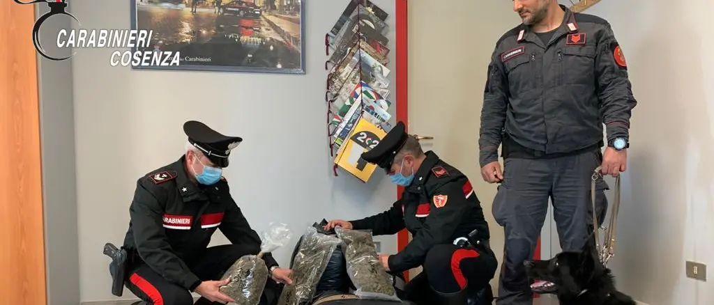 Cetraro, blitz dell'Arma: trovati 15 kg di marijuana. Due arresti