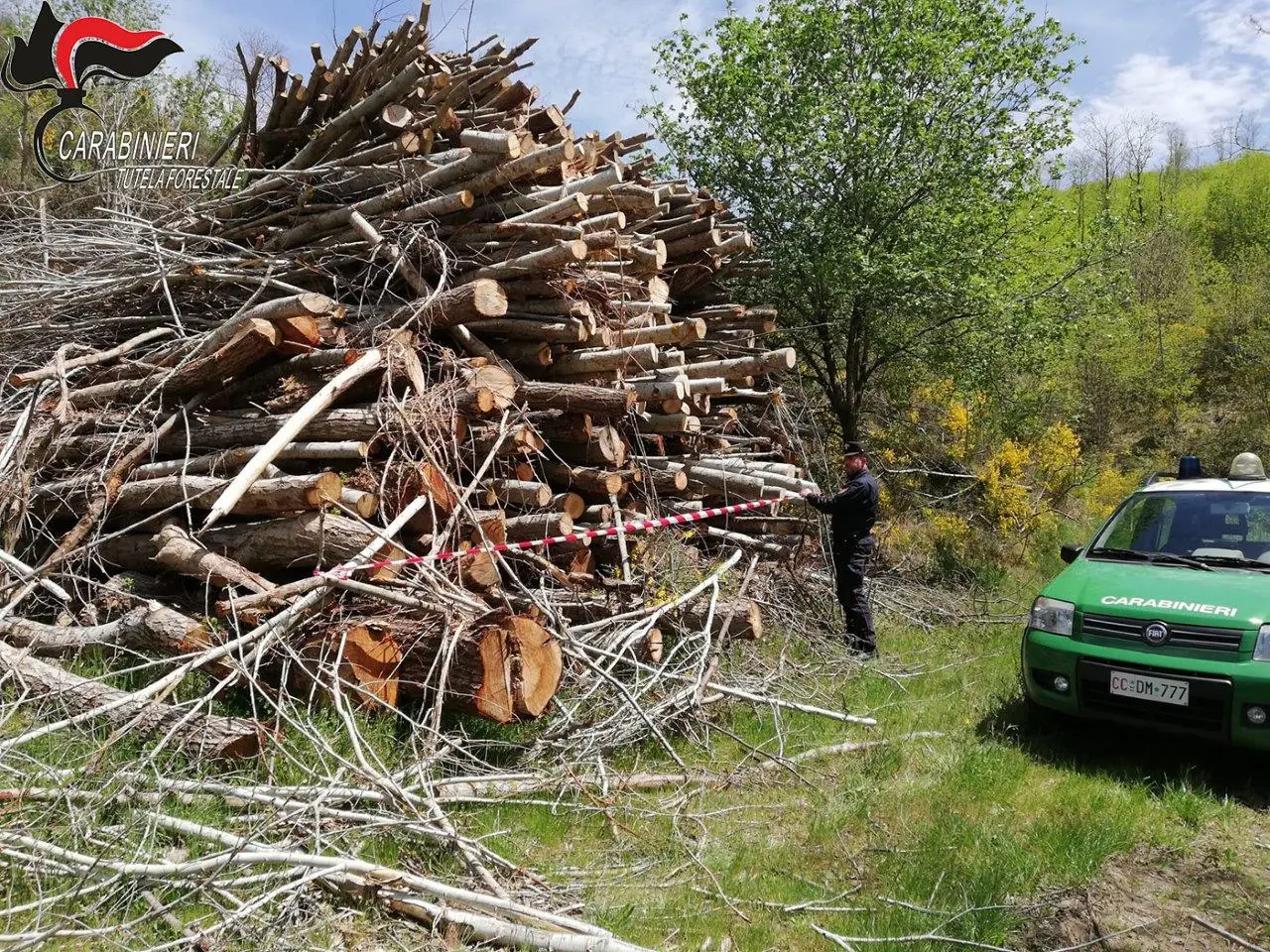 Acri: taglio abusivo, sequestro e denunce dei Carabinieri Forestale