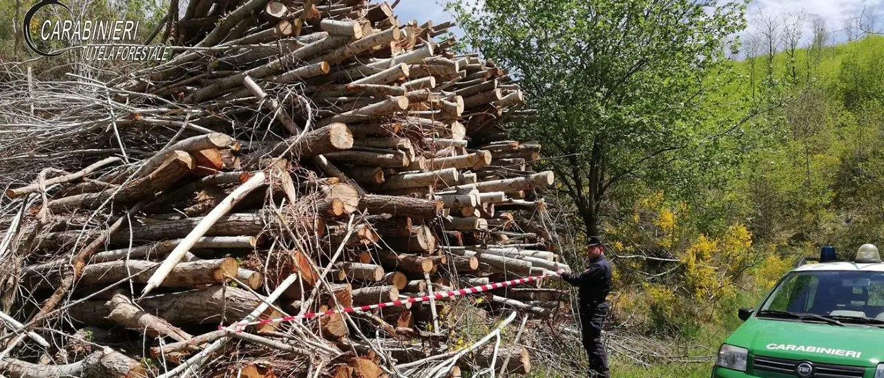 Acri: taglio abusivo, sequestro e denunce dei Carabinieri Forestale