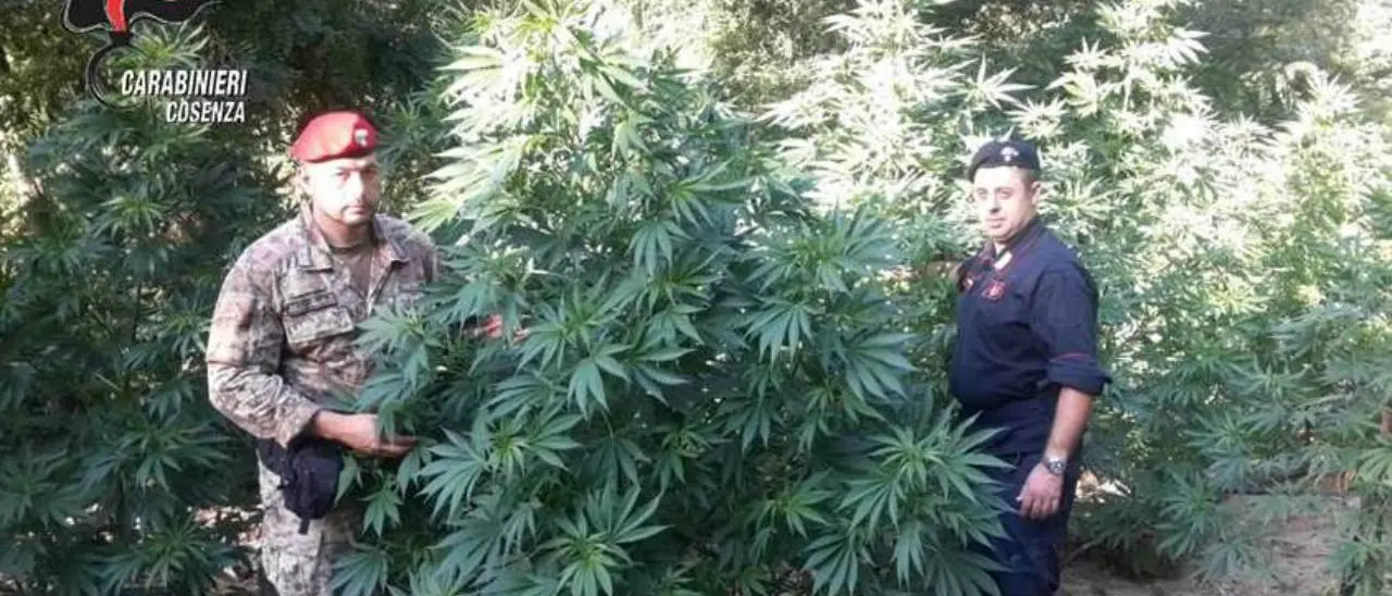 Casali del Manco, scoperte due coltivazioni di sostanze stupefacenti