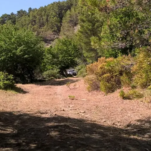 Amendolara, Bosco Straface scrigno di biodiversità