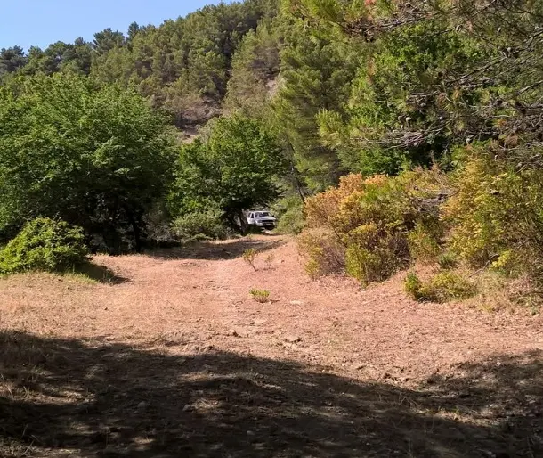 Amendolara, Bosco Straface scrigno di biodiversità