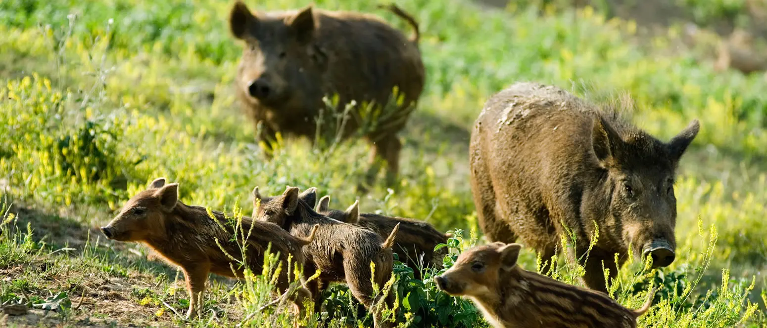 Amendolara, sindaco chiede alla Regione risarcimento per agricoltori danneggiati da cinghiali e lupi