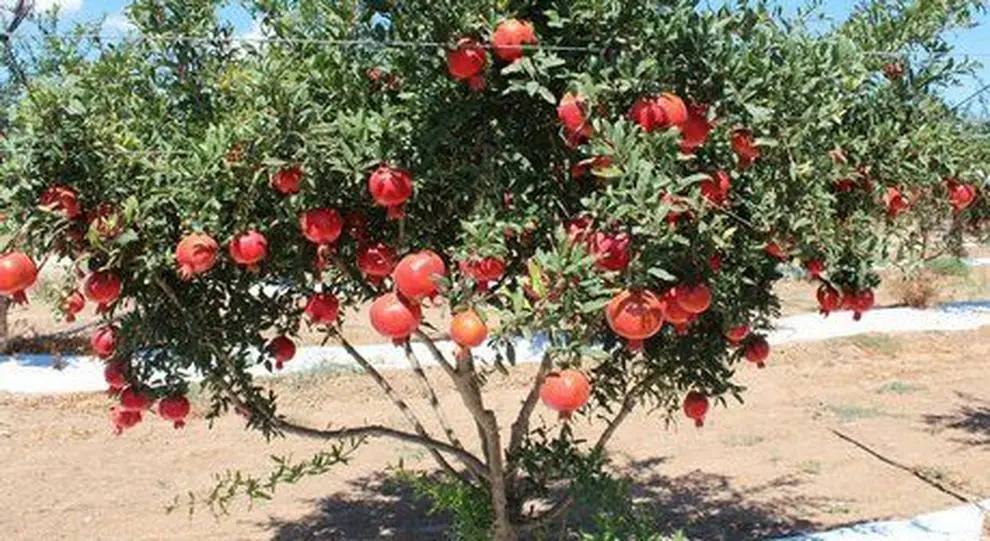 Biosalus Italia dona alberi di melograno alle scuole italiane. C'è anche Cosenza