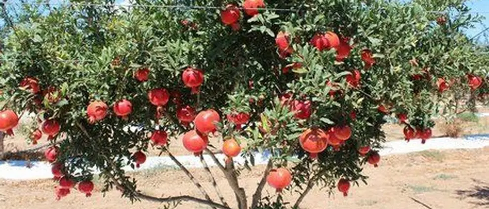 Biosalus Italia dona alberi di melograno alle scuole italiane. C'è anche Cosenza