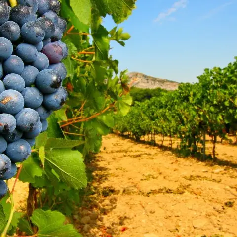 Ristrutturazione dei vigneti, in arrivo due milioni per le aziende calabresi