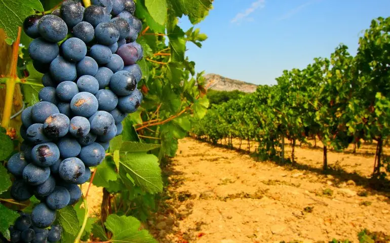 Ristrutturazione dei vigneti, in arrivo due milioni per le aziende calabresi