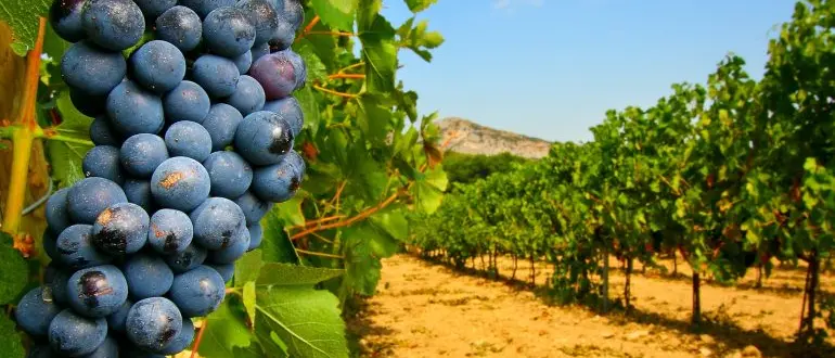 Ristrutturazione dei vigneti, in arrivo due milioni per le aziende calabresi