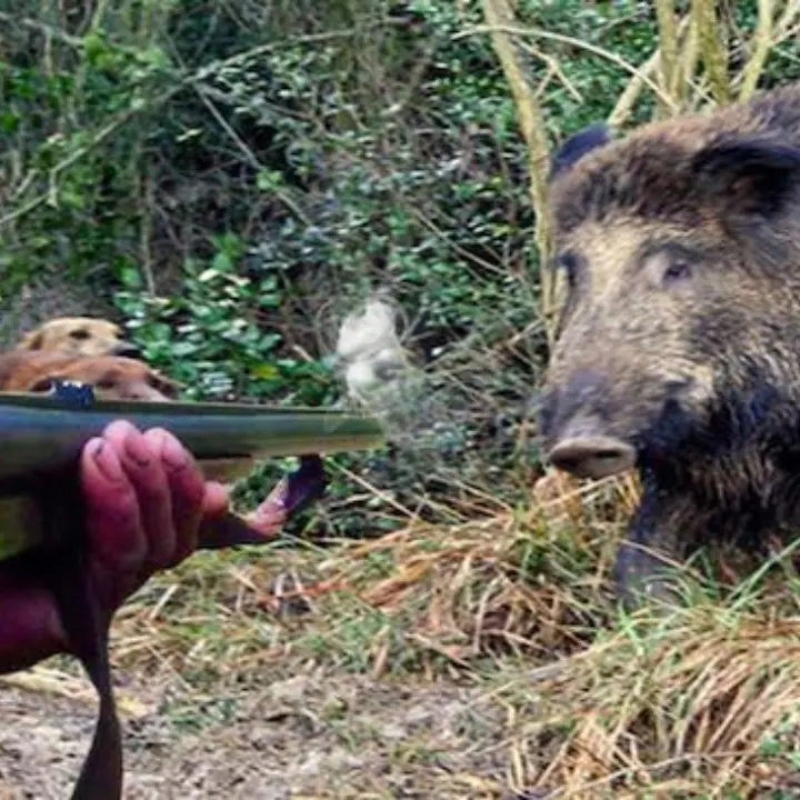 Primo caso di trichinosi nel cinghiale in provincia di Cosenza