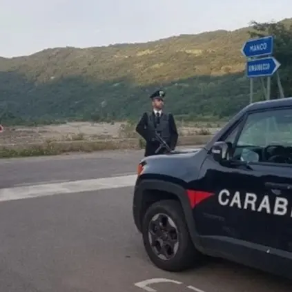 Cani avvelenati a Longobucco, i carabinieri denunciano due persone