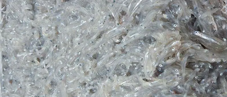 Violano le misure anti-Covid19 trasportando 30 cassette di bianchetti