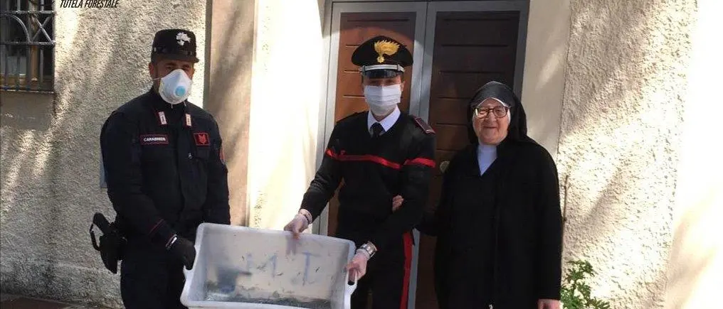 Acri, fermato con novellame in macchina