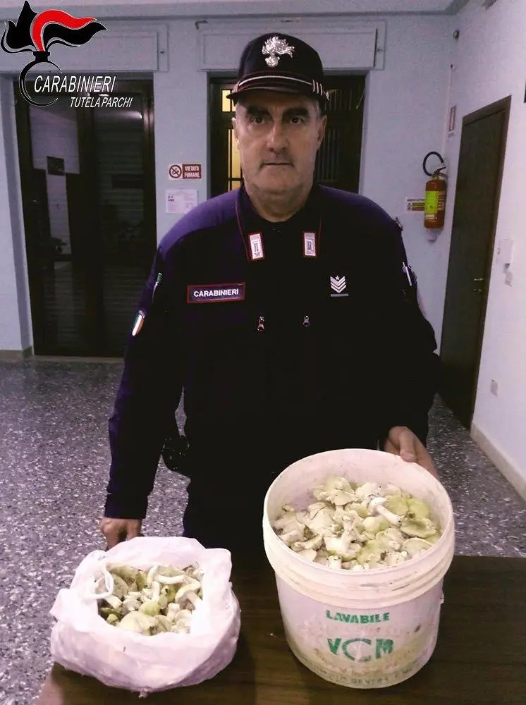 Civita, va a funghi nel Parco violando il decreto