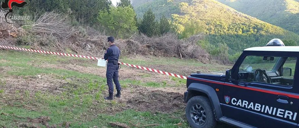 Morano, taglio Abusivo: sequestrata area boscata