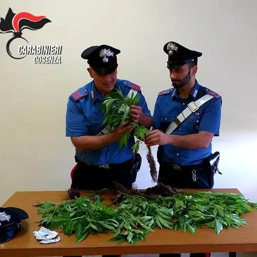 Rovito, 16 piante di cannabis nel giardino di casa: denunciato un 55enne
