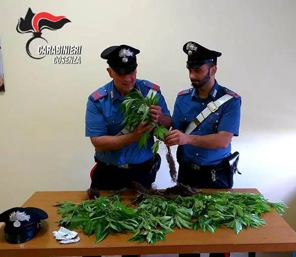 Rovito, 16 piante di cannabis nel giardino di casa: denunciato un 55enne