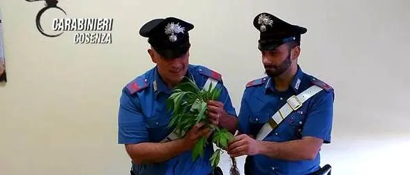 Rovito, 16 piante di cannabis nel giardino di casa: denunciato un 55enne
