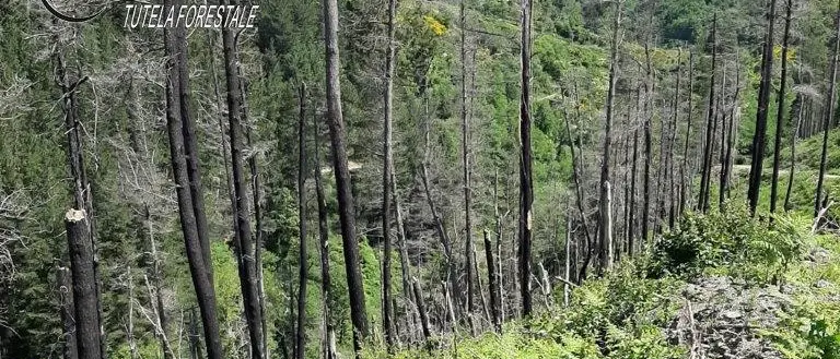 Rose: tagliate 300 piante senza le dovute autorizzazioni, tre denunce