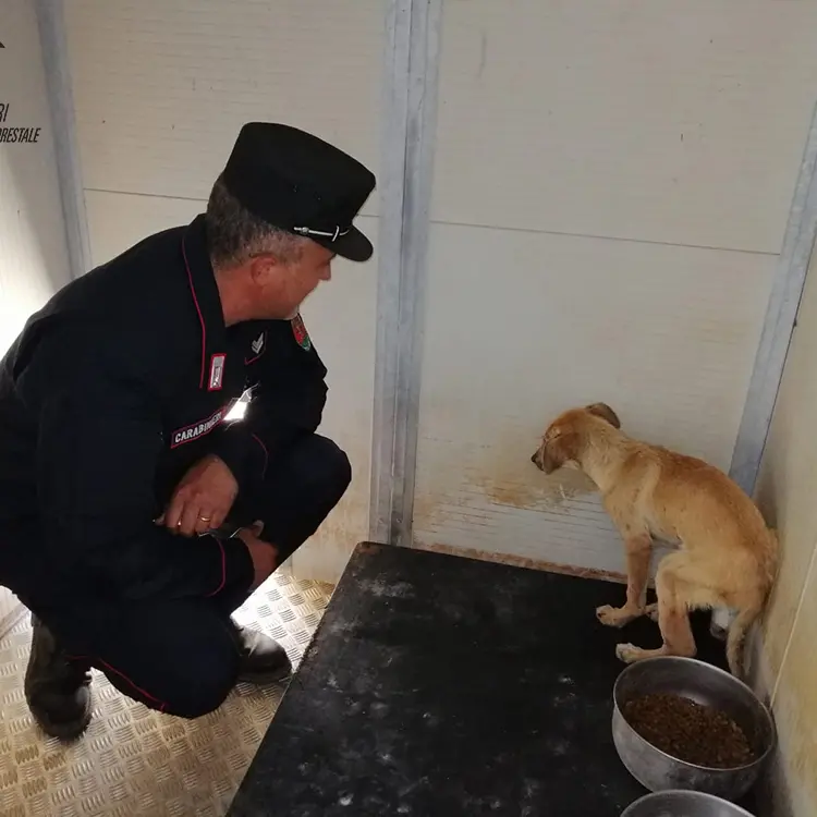 Trebisacce, cane ferito ad una zampa recuperato in campagna dai Carabinieri Forestale