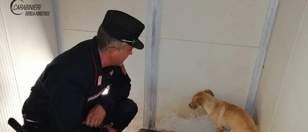 Trebisacce, cane ferito ad una zampa recuperato in campagna dai Carabinieri Forestale