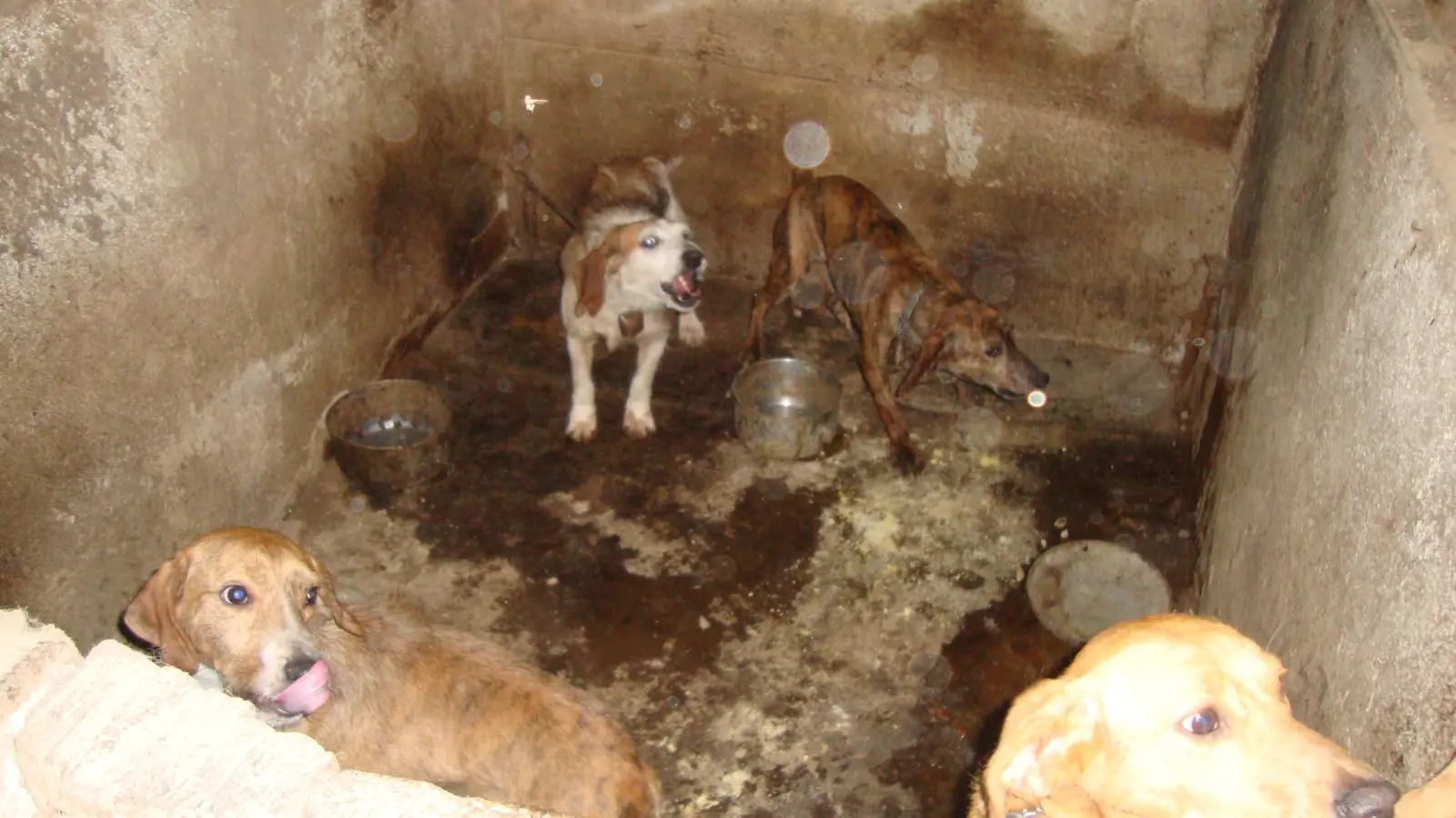 Catanzaro, cani maltrattati in ambienti fatiscenti