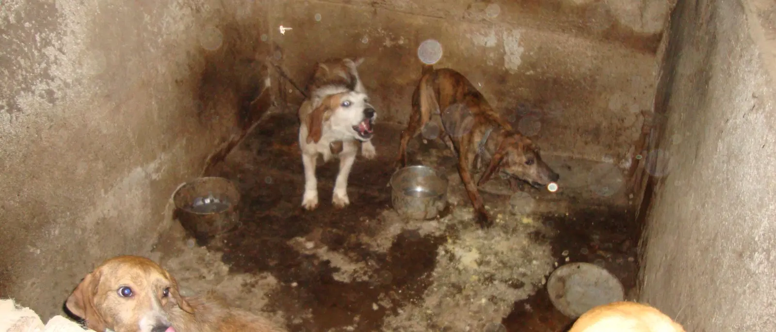 Catanzaro, cani maltrattati in ambienti fatiscenti