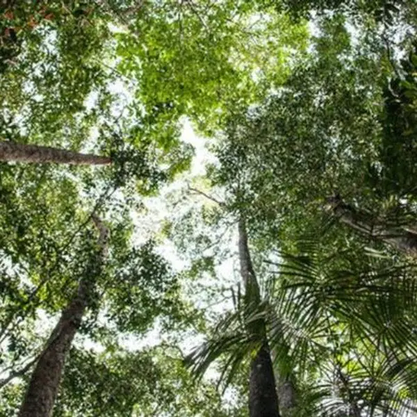 Lotta incendi boschivi: convenzione tra Vigili del Fuoco e Calabria Verde