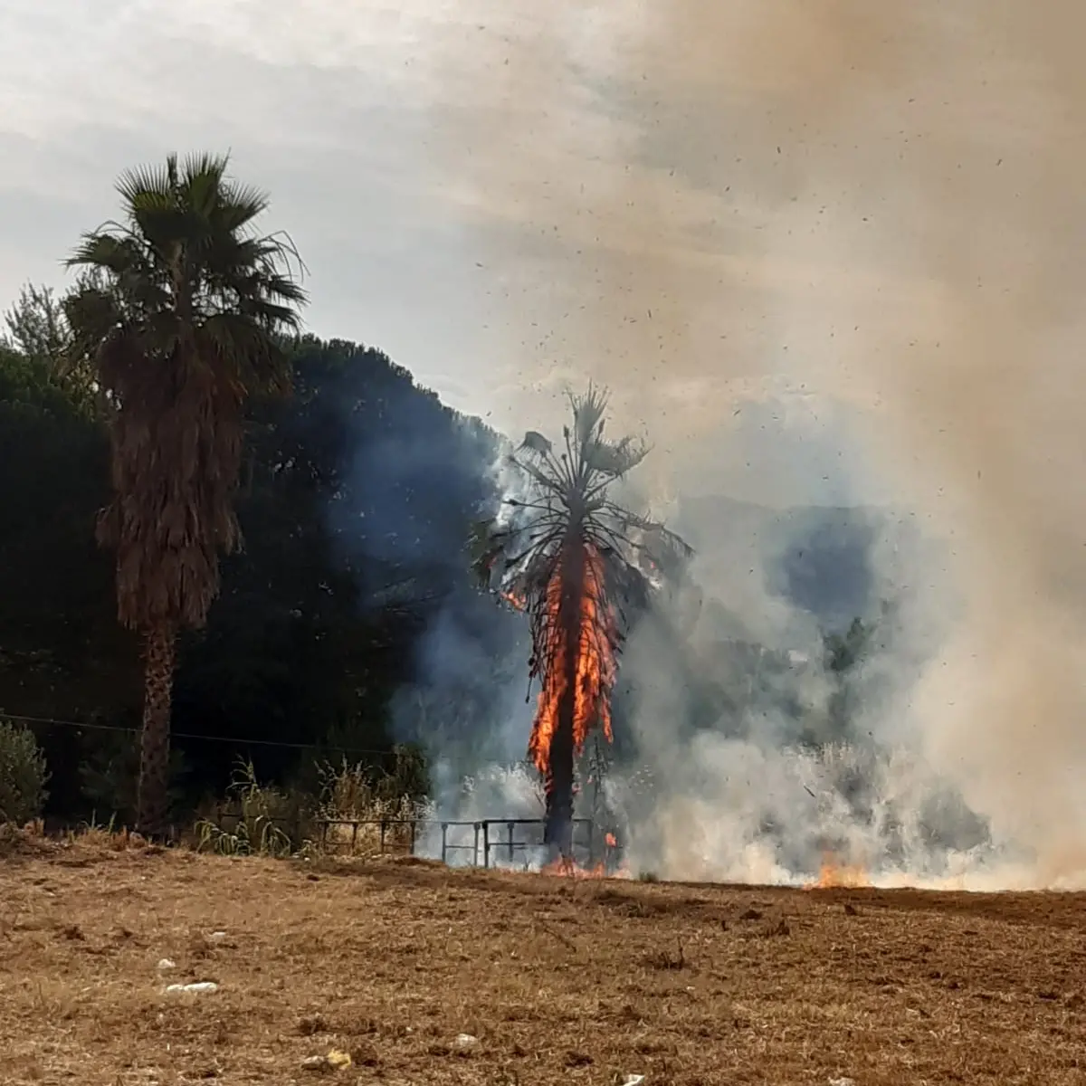 Rende, vasto incendio a Quattromiglia: in fiamme folta vegetazione
