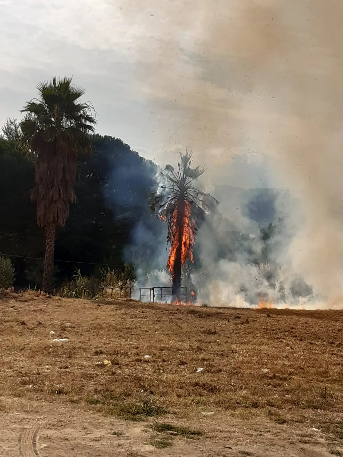 Rende, vasto incendio a Quattromiglia: in fiamme folta vegetazione