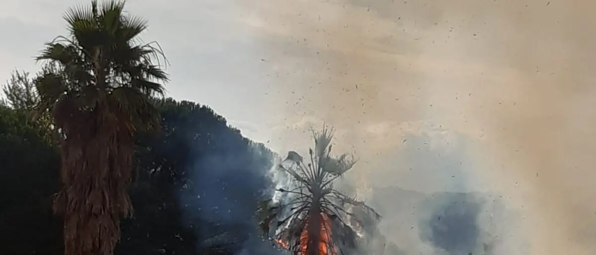 Rende, vasto incendio a Quattromiglia: in fiamme folta vegetazione